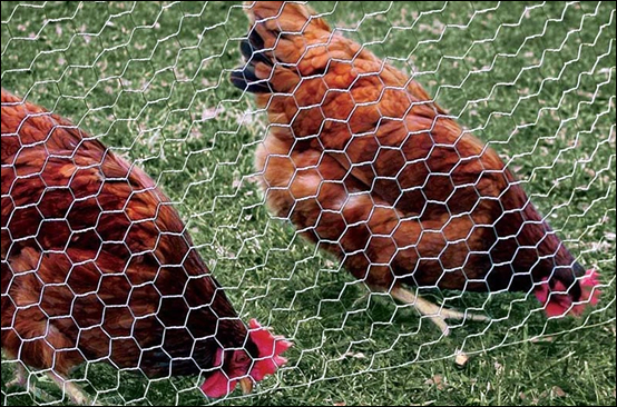 Galvanized chicken mesh with PE powder coating